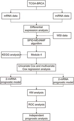 Imaging genetic association analysis of triple-negative breast cancer based on the integration of prior sample information